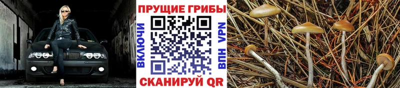 Псилоцибиновые грибы мицелий  kraken как зайти  Усмань  как найти закладки 